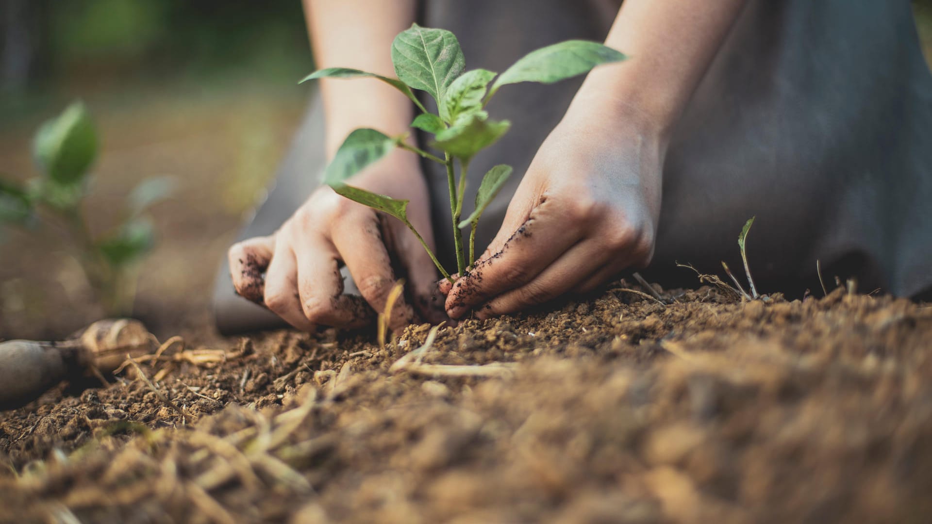 Gartenarbeit: Sie dürfen im eigenen Garten nicht alles Aussäen und Anpflanzen, was Sie möchten.