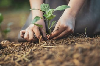 Gartenarbeit: Sie dürfen im eigenen Garten nicht alles Aussäen und Anpflanzen, was Sie möchten.