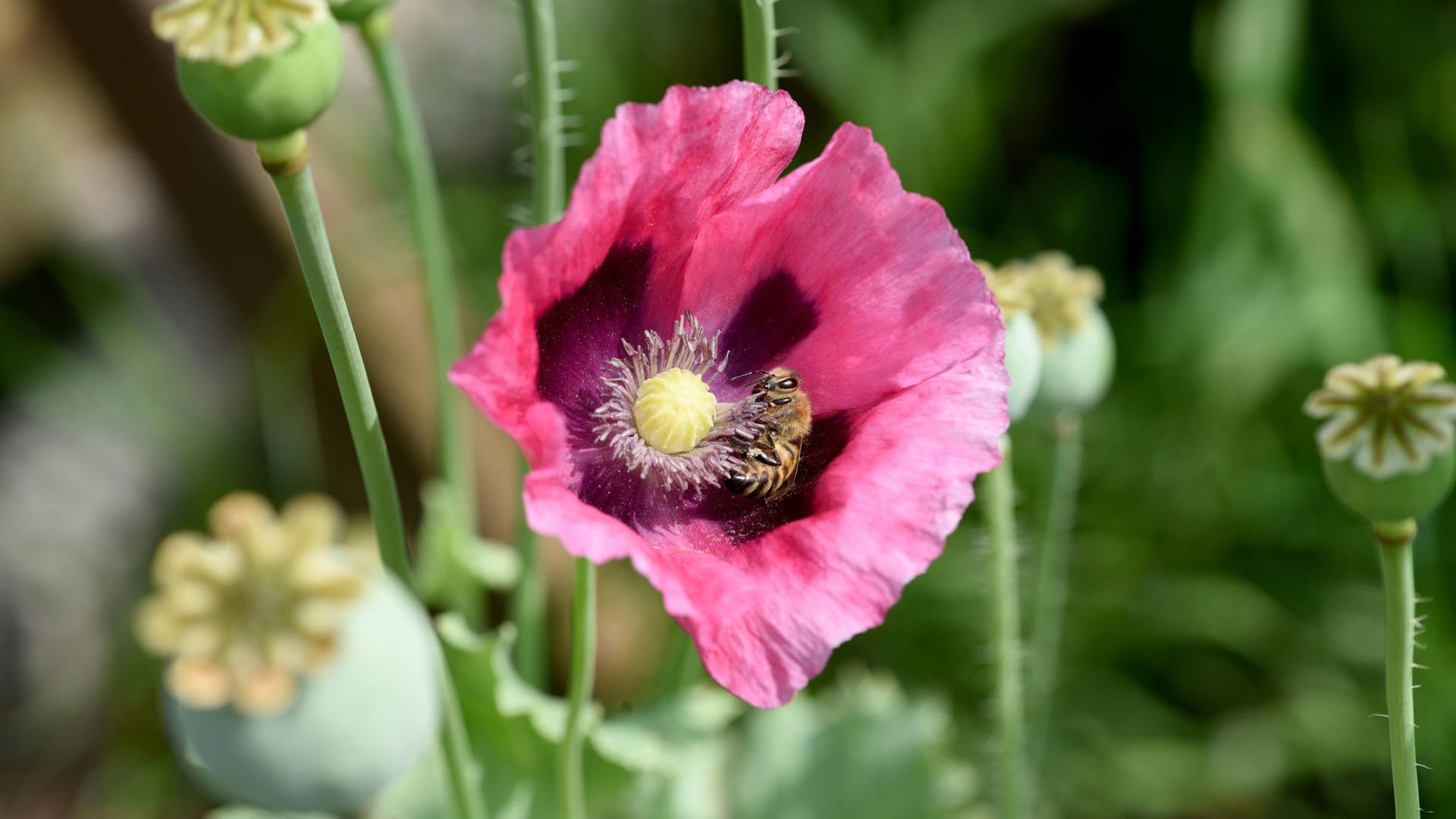 Schlafmohn: Papaver somniferum ist ein Rauschmittel und eine Nutz- und Heilpflanze.