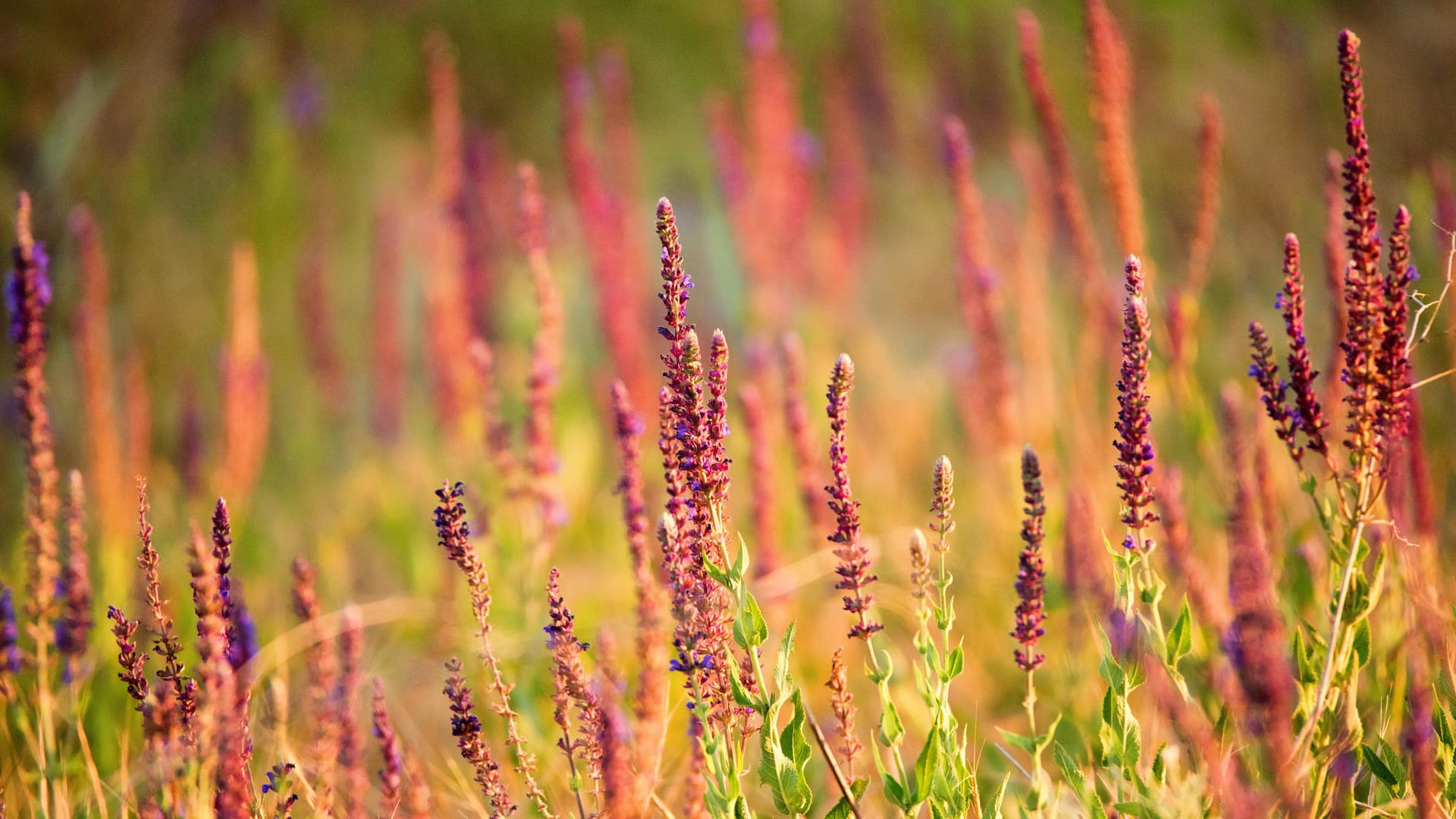 Azteken-Salbei: Auch wenn Salvia divinorum schön blüht, darf er nicht in Deutschland angepflanzt werden.