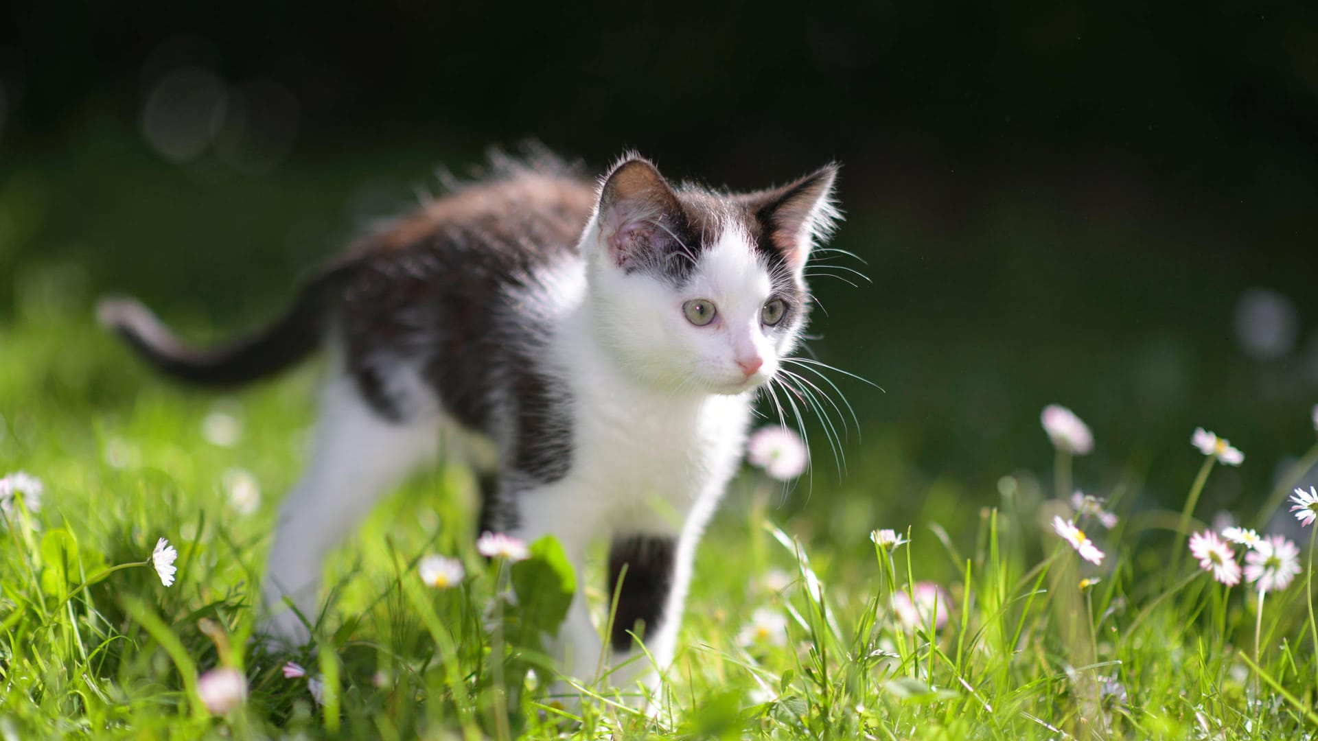 Ein Kater im Garten: Im englischen Brighton hat ein Mann zahlreiche Katzen angegriffen.