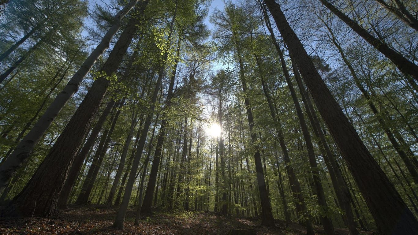 Ein Wald in Schleswig-Holstein: Auf viereinhalb Hektar Fläche soll in Warder der erste Energiewald der Stadtwerke entstehen.