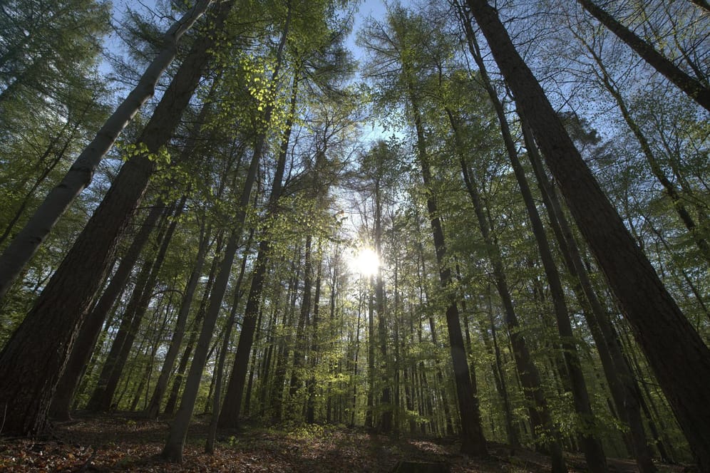 Ein Wald in Schleswig-Holstein: Auf viereinhalb Hektar Fläche soll in Warder der erste Energiewald der Stadtwerke entstehen.