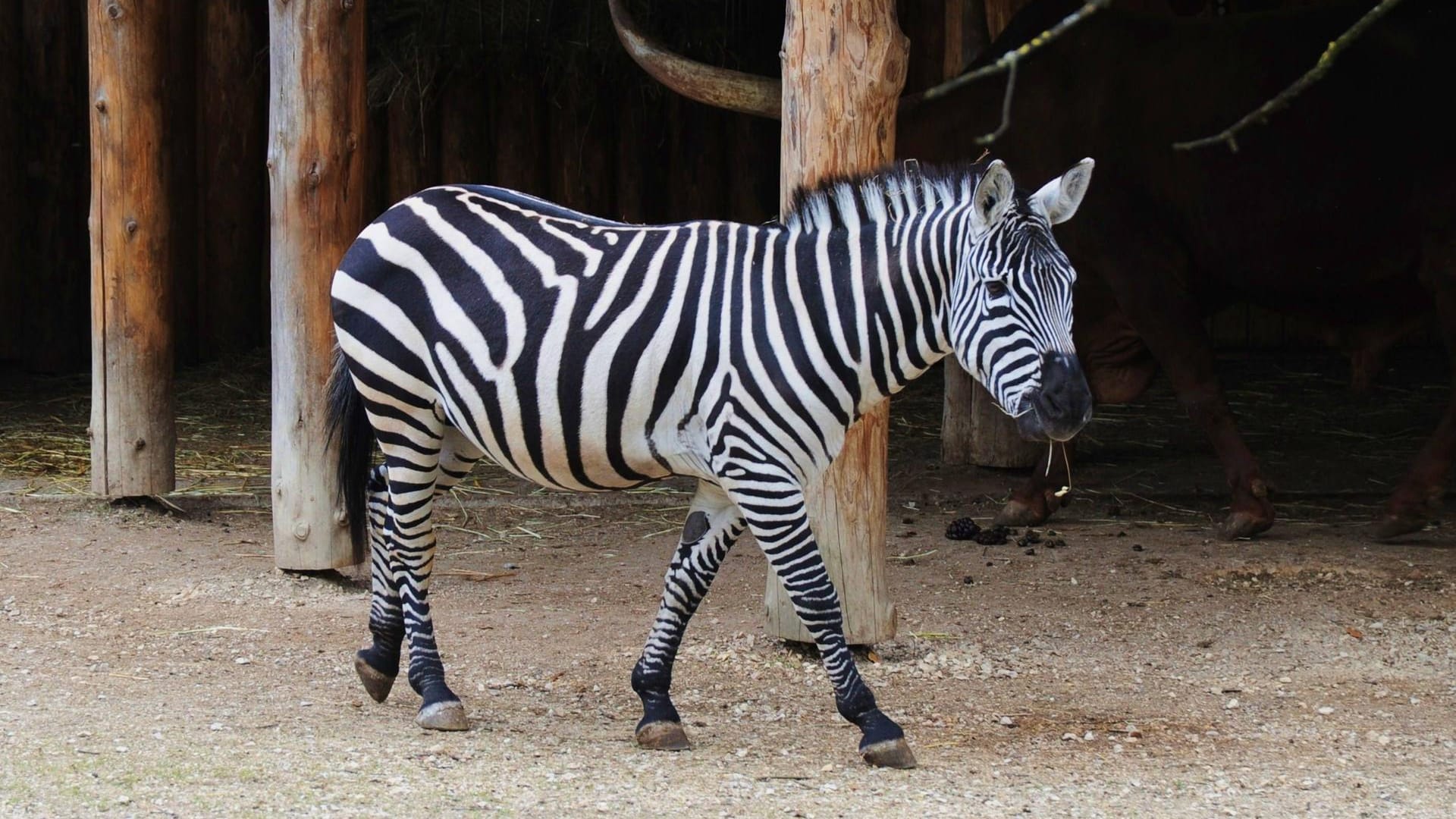 Zebra im Tierpark Straubing: In der Nähe des Geheges ist ein Feuer ausgebrochen.