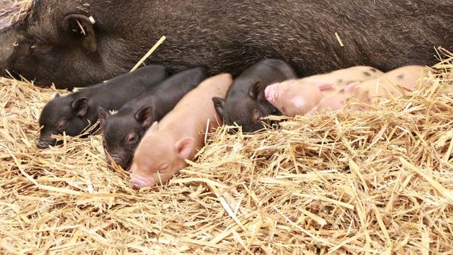 Minischwein mit Nachwuchs