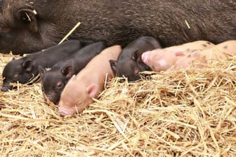 Minischwein mit Nachwuchs