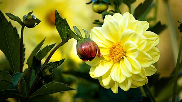 Gelbe Dahlie: Dahlien blühen von Sommer bis in den Herbst. Vor dem ersten Frost müssen die Knollen aus dem Boden gegraben werden.
