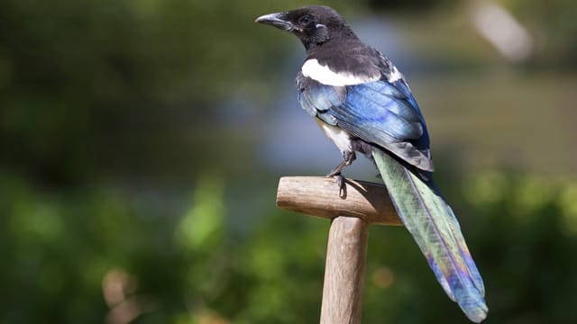 Elster: Der Vogel ist sehr intelligent.