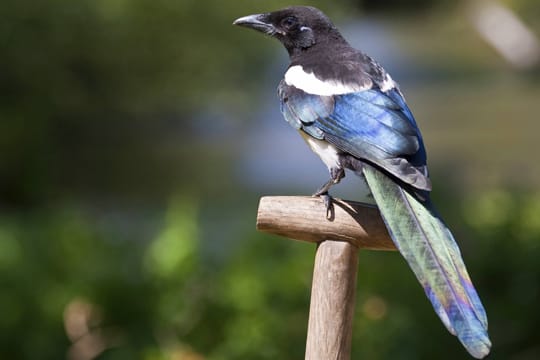 Elster: Der Vogel ist sehr intelligent.