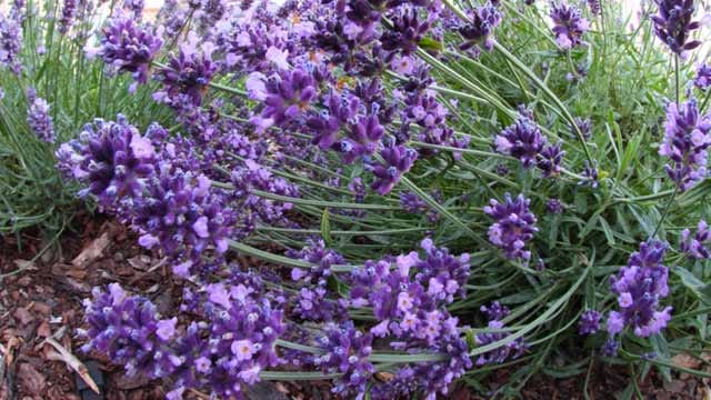 Lavendel muss nach der Blüte zurückgeschnitten werden.