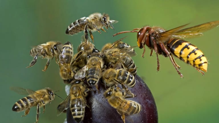 Hornisse und Bienen: Hornissen jagen Wespen, Spinnen und Bienen, um ihren Nachwuchs zu ernähren.