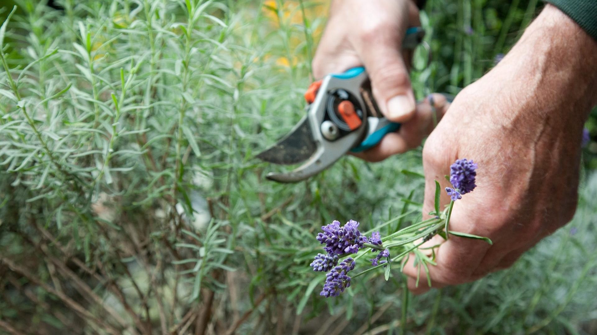 Lavendel