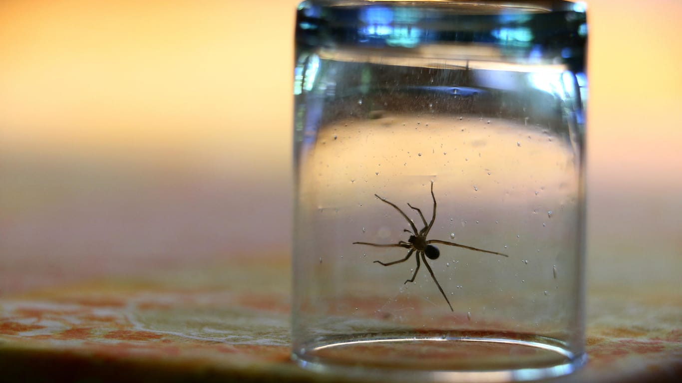 Spinne im Glas: Mit einem Glas lassen sich Spinnen am einfachsten fangen und dann nach draußen bringen.