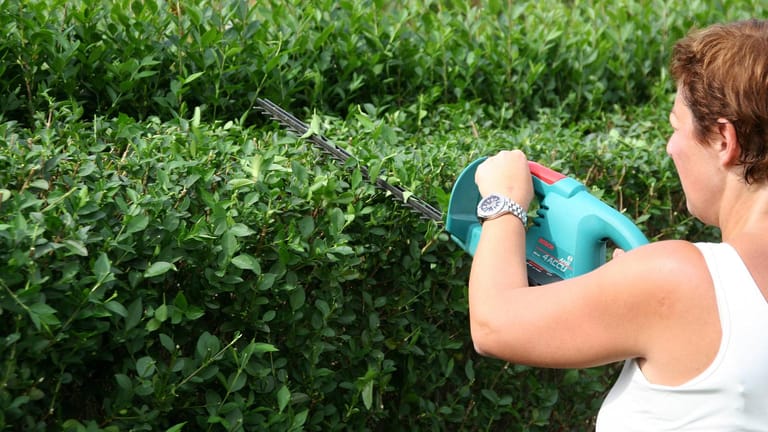 Eine Frau schneidet eine Hecke mit einer elektrischen Heckenschere: Sommergrüne Hecken werden im Juli oder August gestutzt.