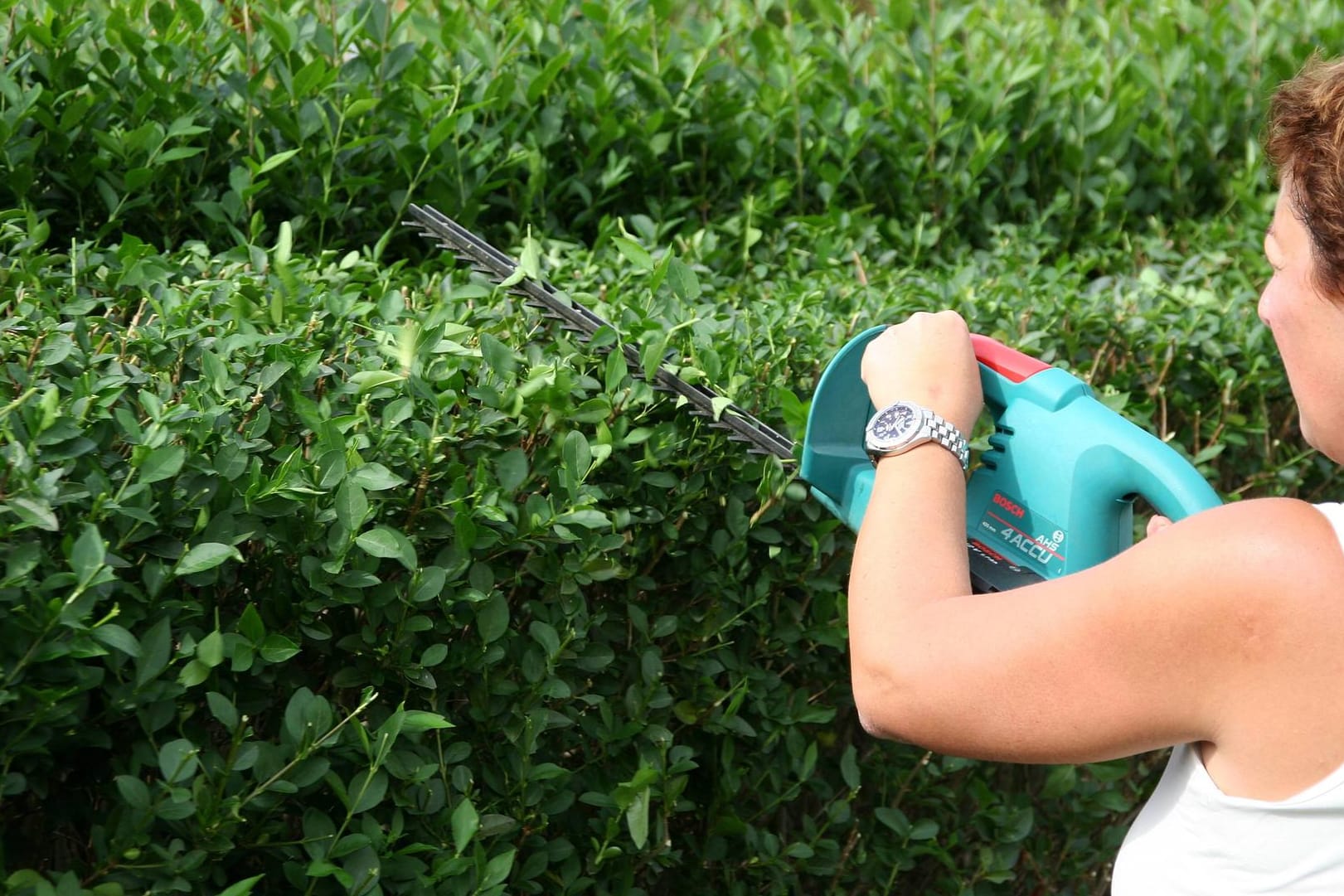 Eine Frau schneidet eine Hecke mit einer elektrischen Heckenschere: Sommergrüne Hecken werden im Juli oder August gestutzt.