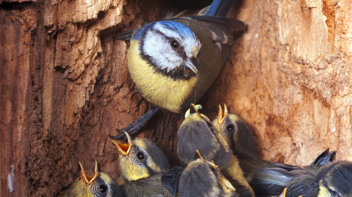 Die Meise in ihrem Nest: Nachdem die Jungen geschlüpft sind, kümmern sich beide Eltern um den Nachwuchs.