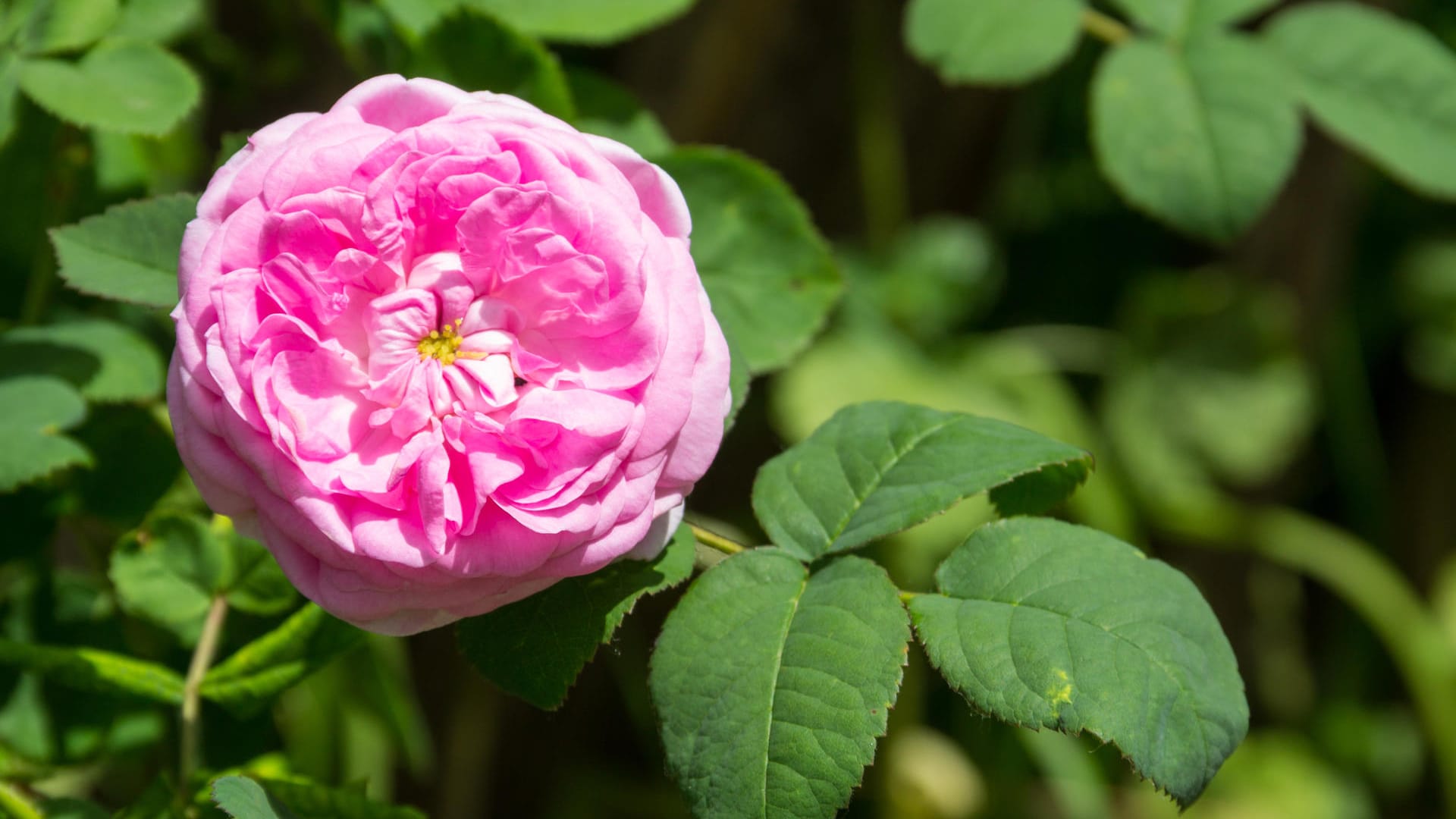 Rosen gelten als Königin im Garten