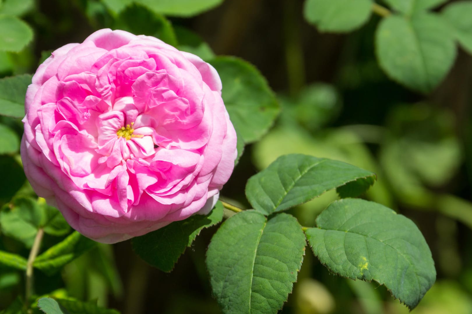 Rosen gelten als Königin im Garten