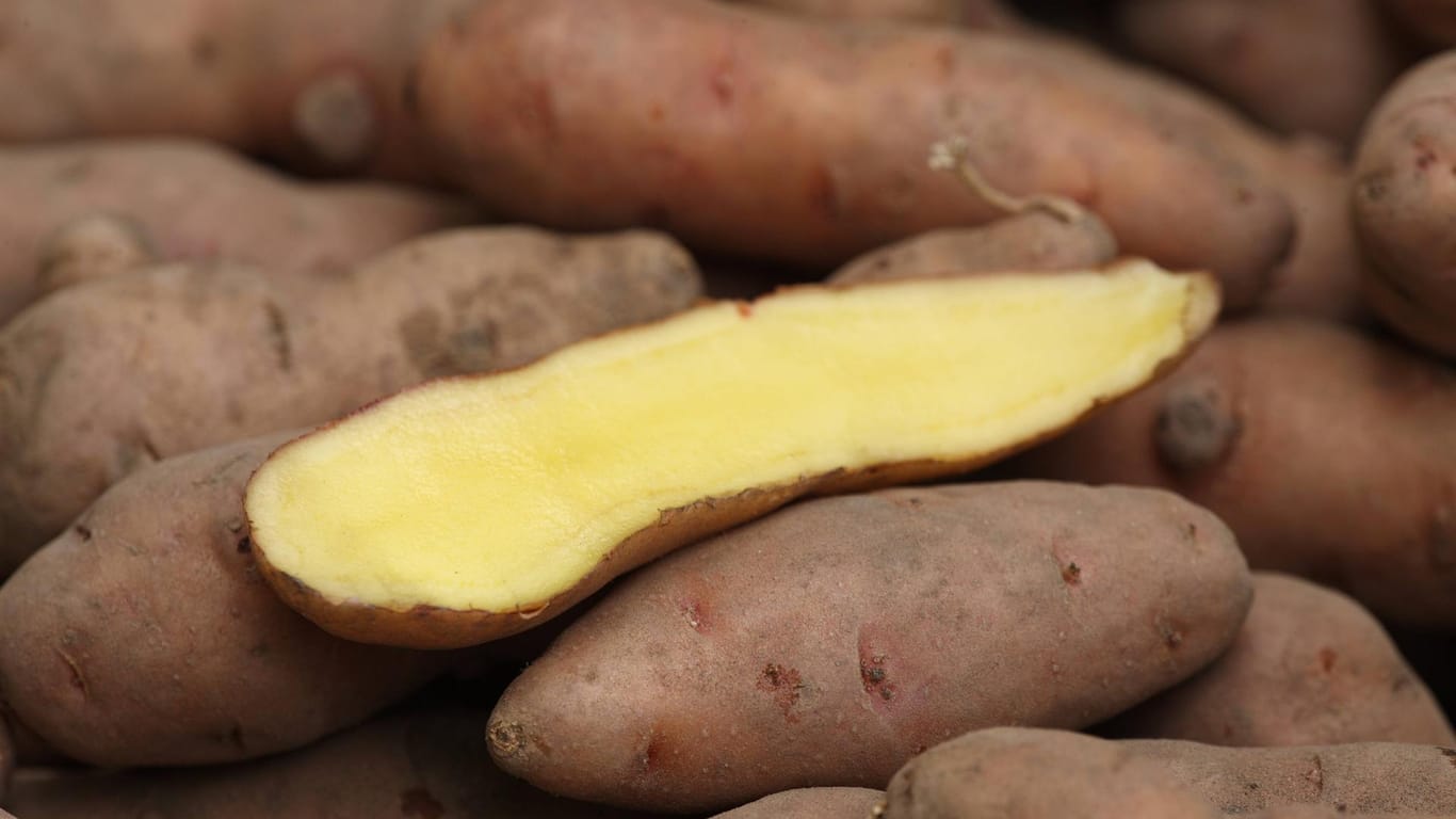 Aufgeschnittene Kartoffel: Die fingerförmige Knolle gehört zur Gruppe der sogenannten Hörnchen-, Kipfler- und Zapfenkartoffeln.