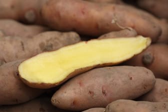 Aufgeschnittene Kartoffel: Die fingerförmige Knolle gehört zur Gruppe der sogenannten Hörnchen-, Kipfler- und Zapfenkartoffeln.