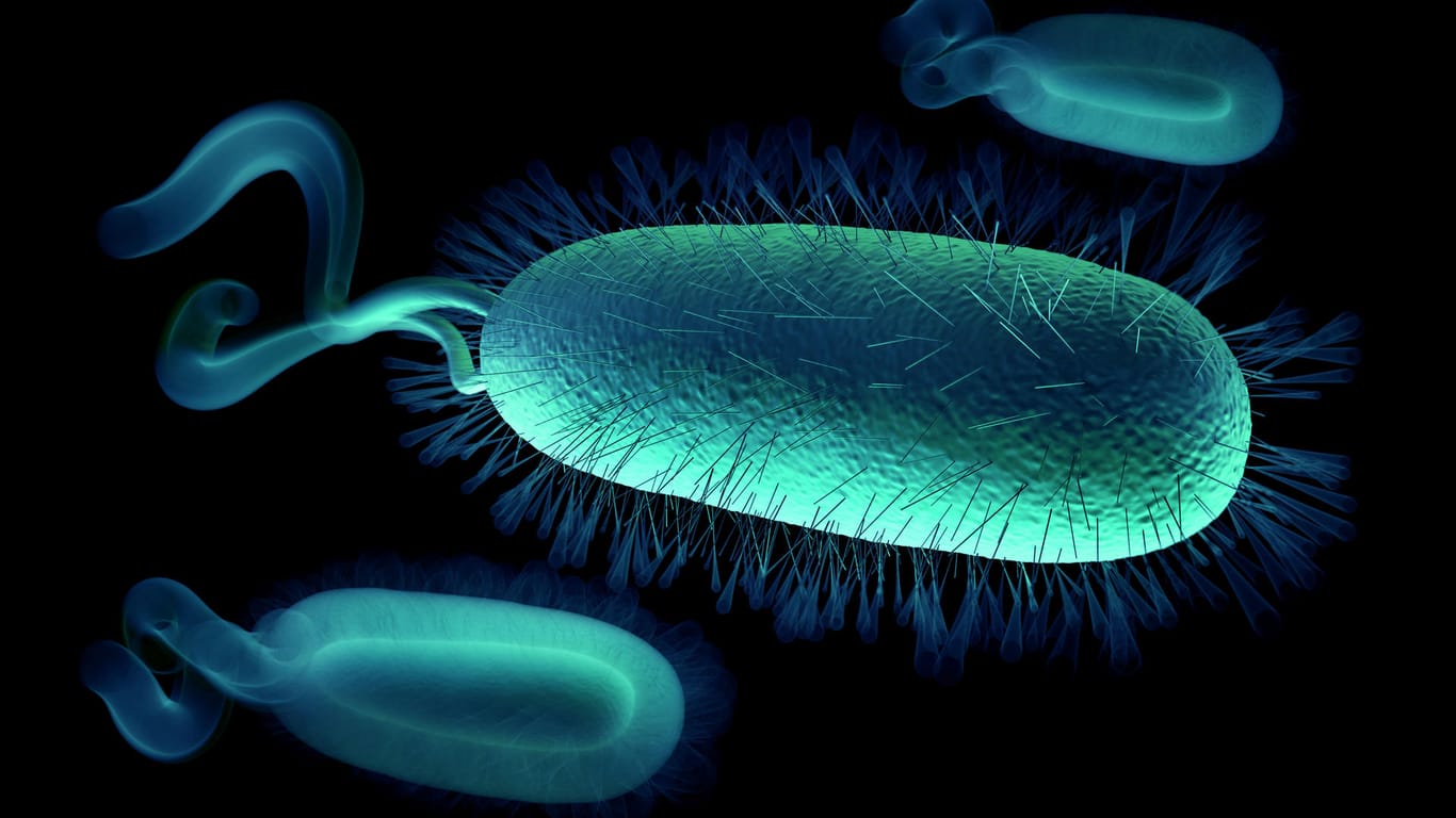 Helicobacter pylori Bakterie