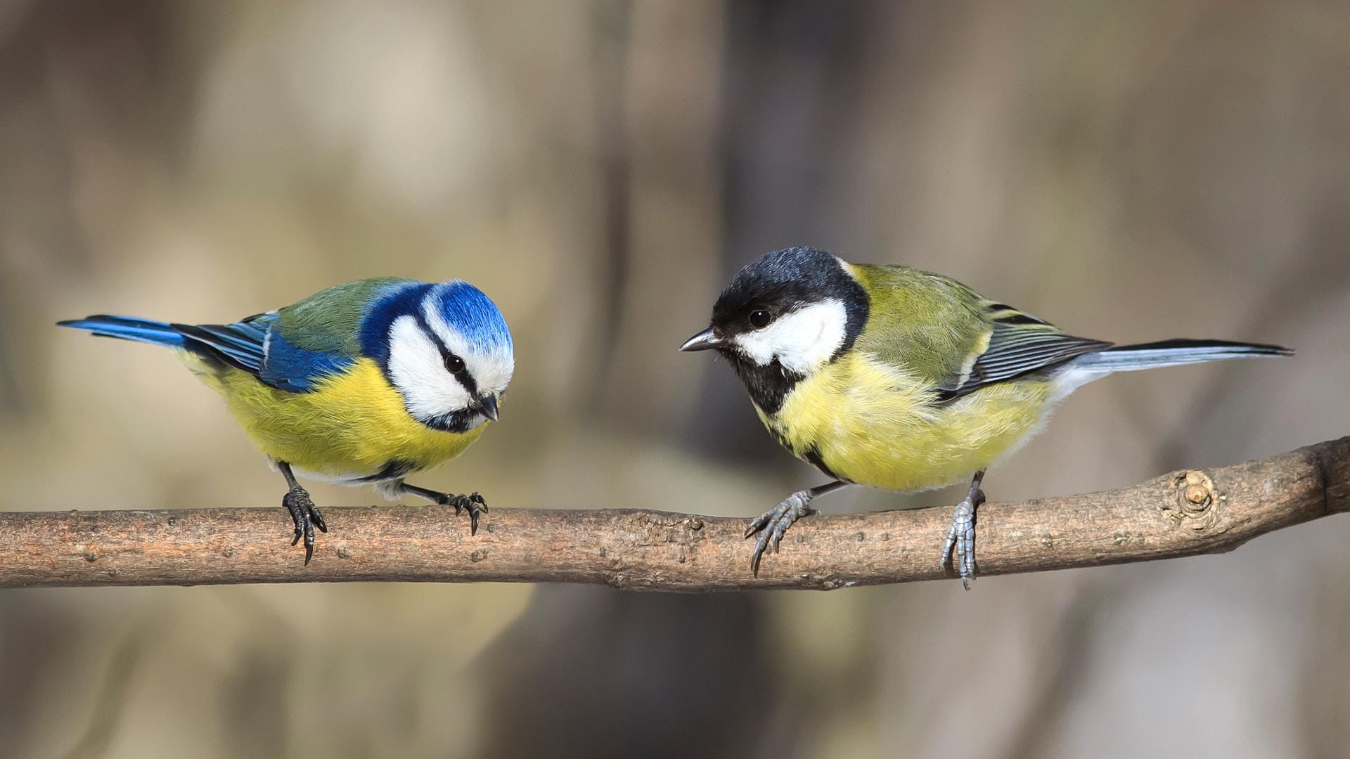 Zwei Meisen auf einem Ast: Nicht alle Meisenarten lassen sich so leicht auseinanderhalten wie die Blaumeise (links) und die Kohlmeise.