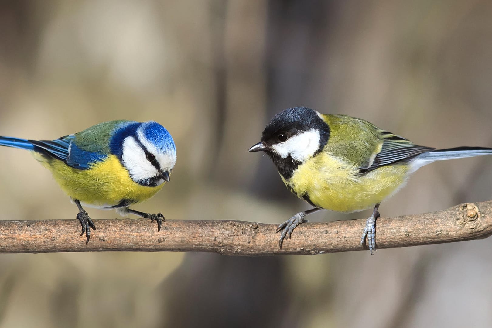 Zwei Meisen auf einem Ast: Nicht alle Meisenarten lassen sich so leicht auseinanderhalten wie die Blaumeise (links) und die Kohlmeise.