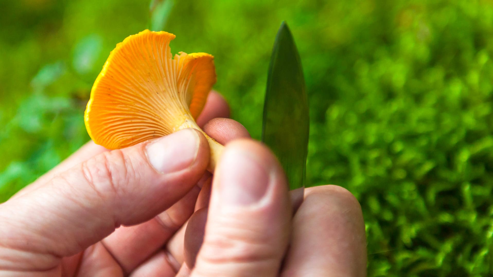 Pfifferlinge: Schneiden Sie das untere Stielende ab, wenn Sie die Pilze zubereiten möchten.