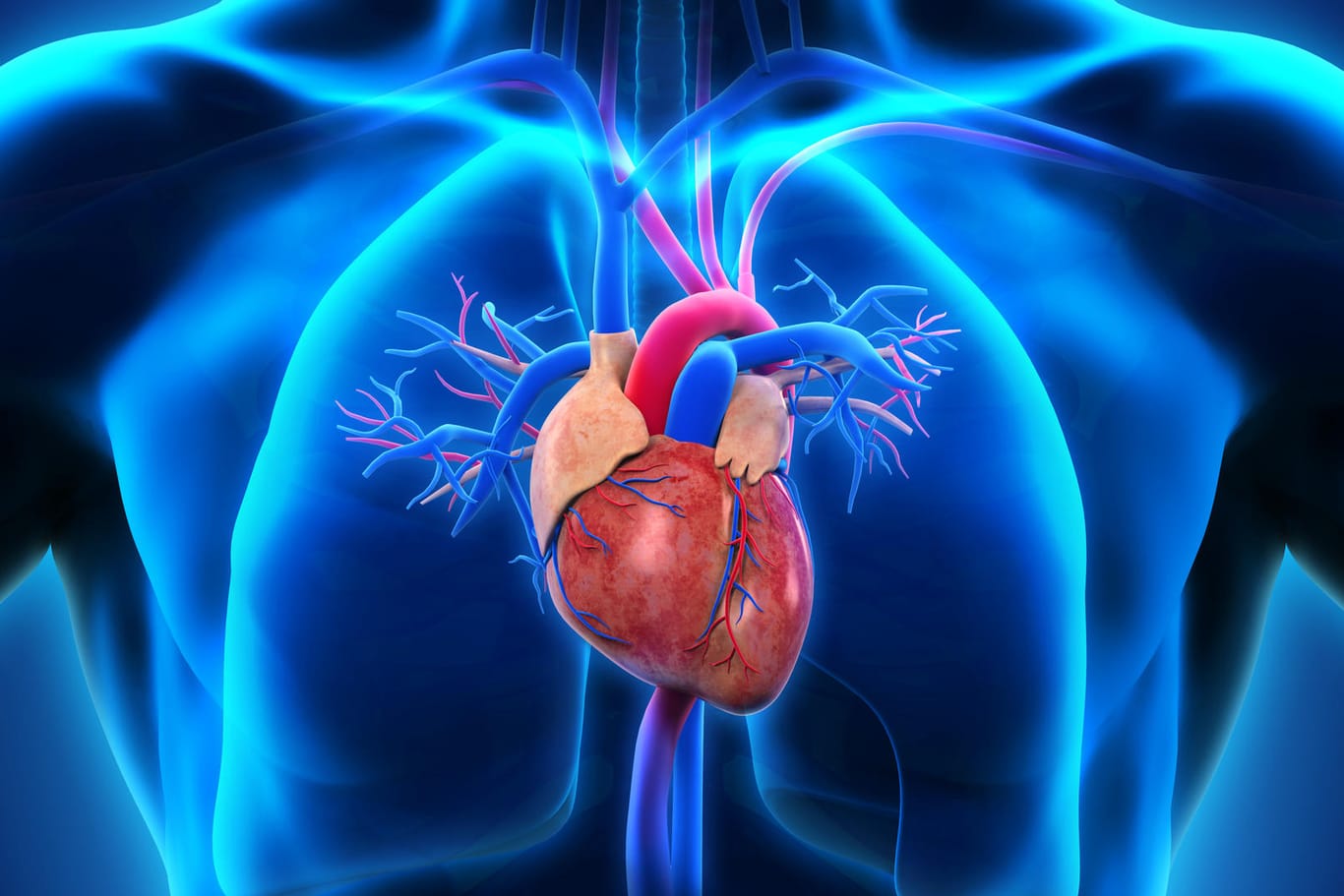 Menschliches Herz: Für eine Herzerkrankung gibt es Vorboten – die oft übersehen werden.