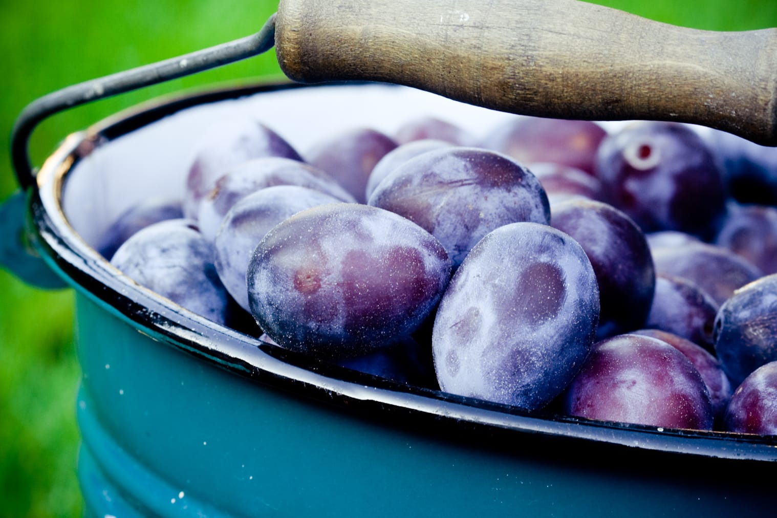 Zwetschgen: Wer jetzt bei Pflaumen und Zwetschgen zugreift, hat gute Chancen, sich mit regionalem Obst einzudecken.