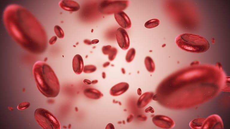 Blutplättchen: Bei Patienten, die bereits einen Herzinfarkt hatten, kann eine Therapie mit Blutverdünnern das Risiko für einen erneuten Anfall stark senken.