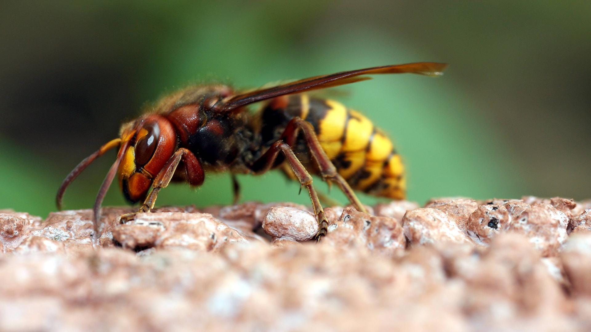 Hornisse: Ihr Stich ist deutlich schmerzhafter als ein Wespen- oder Bienenstich.