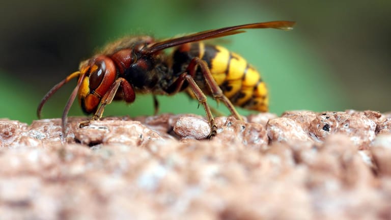 Hornisse: Ihr Stich ist deutlich schmerzhafter als ein Wespen- oder Bienenstich.
