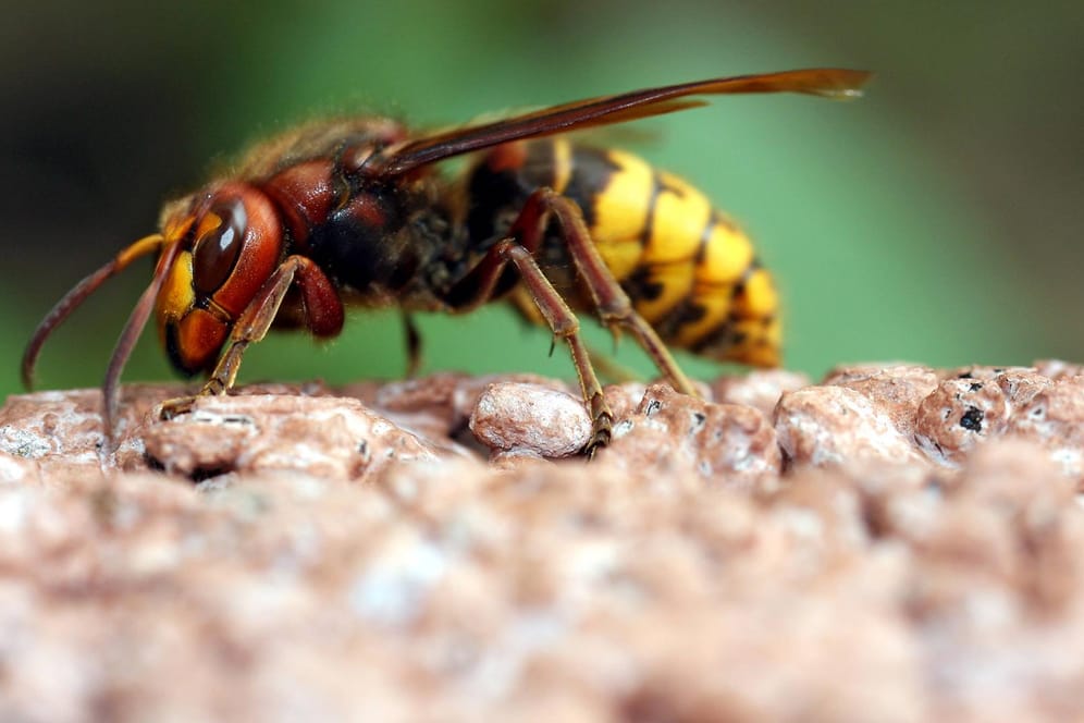 Hornisse: Ihr Stich ist deutlich schmerzhafter als ein Wespen- oder Bienenstich.