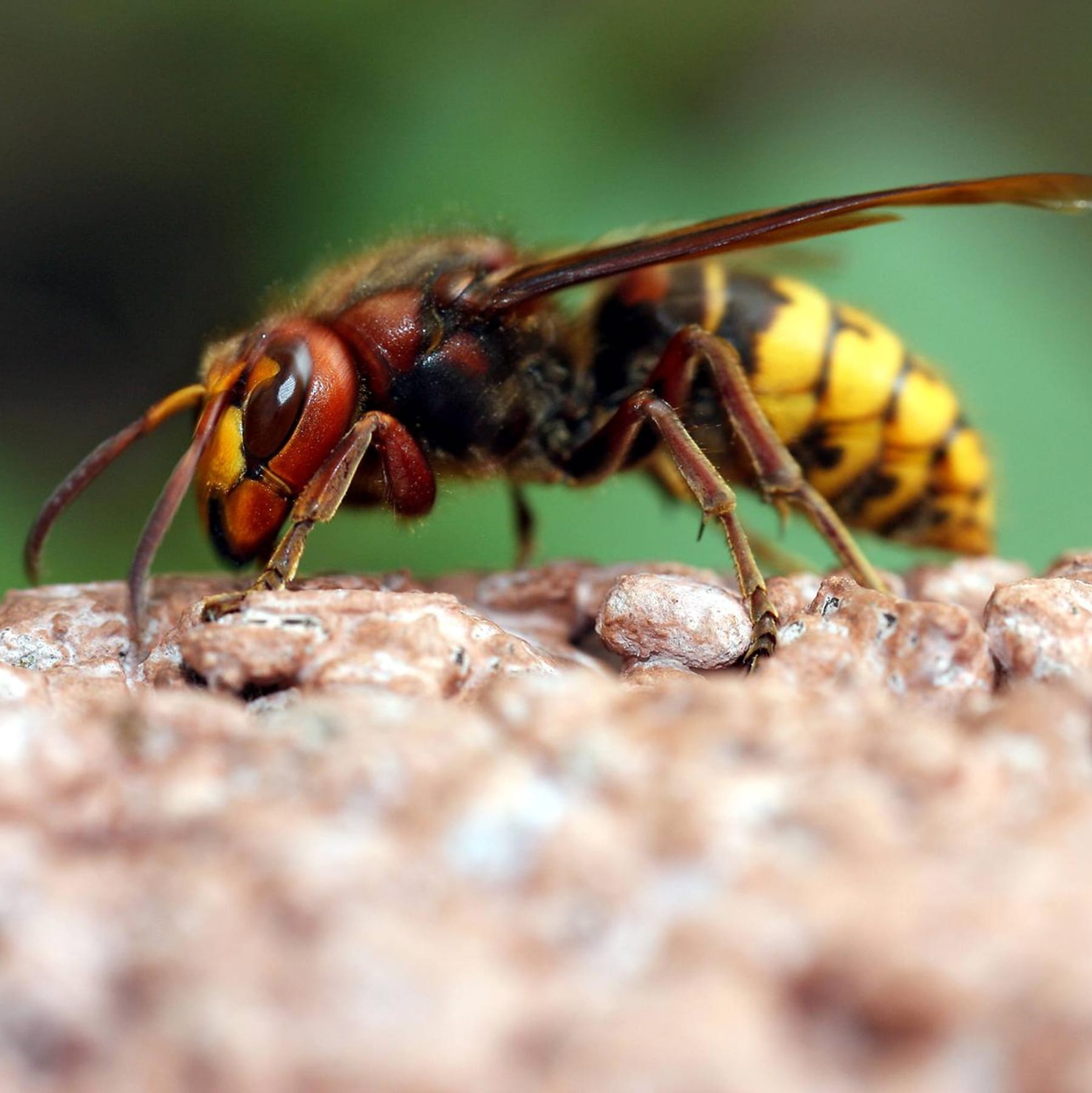Notfallset bei Insektenallergien: In den Sommermonaten unerlässlich