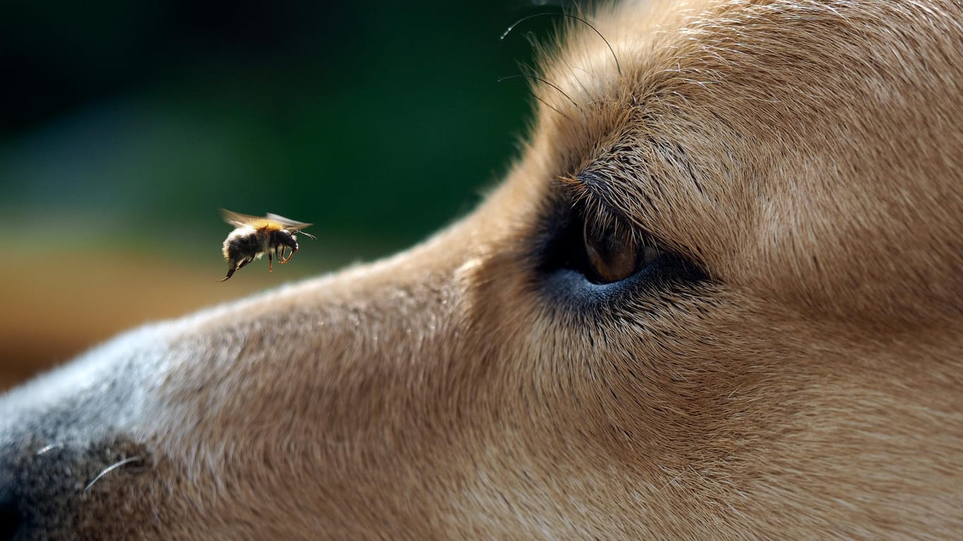 Hund: Insekten wie Hornissen, Bienen und Wespen stechen auch Haustiere, wenn sie sich bedroht fühlen.