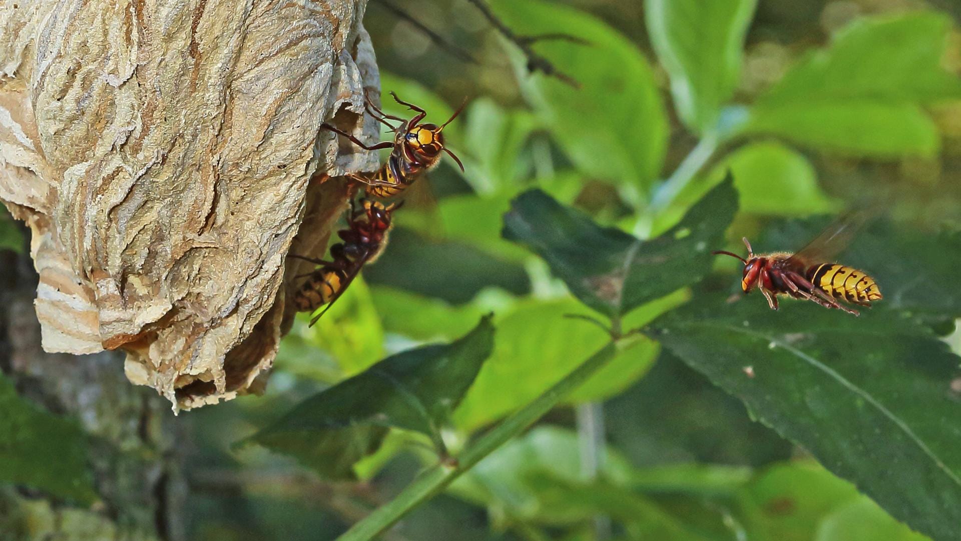 Hornissen am Eingang des Nestes: Hornissen stehen unter Artenschutz. Ihre Nester dürfen nicht ohne Genehmigung entfernt werden.