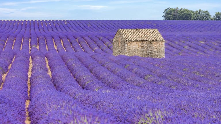 Lavendel: Lavendelfeld in der Provence, Frankreich.