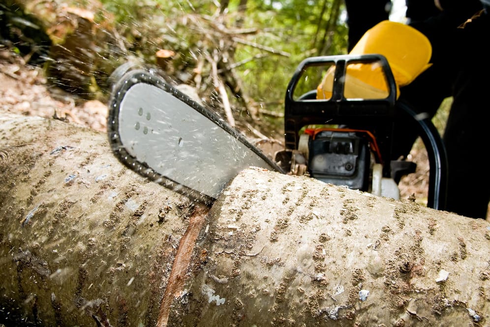 Motorsäge: Ein Baum lässt sich in drei Schritten fällen. (Symbolbild)
