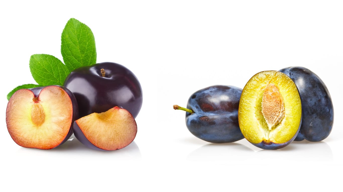 Pflaume (links) und Zwetschge (rechts): Anhand einiger Merkmale lassen sich die Früchte gut auseinanderhalten.