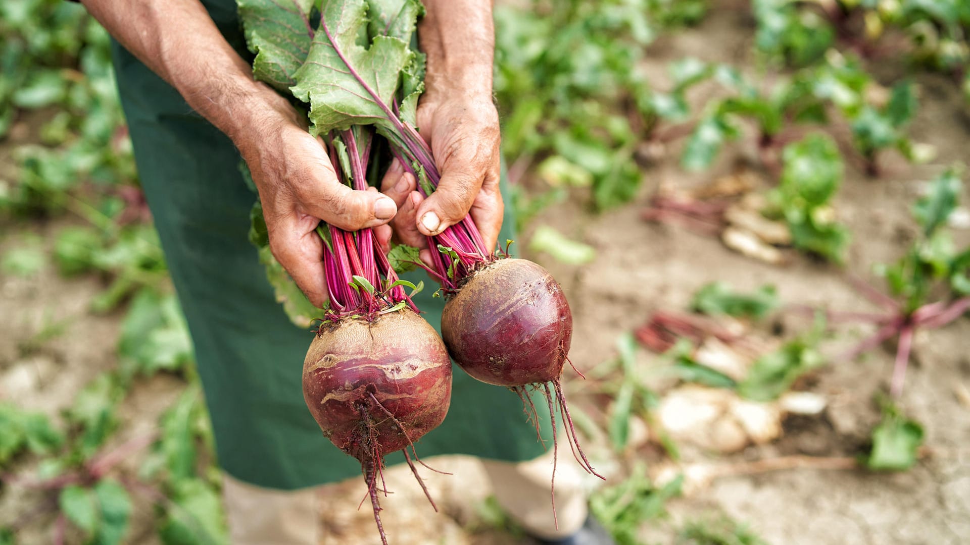 Rote Beete: Das Gemüse wird meist ab Oktober bis November geerntet.