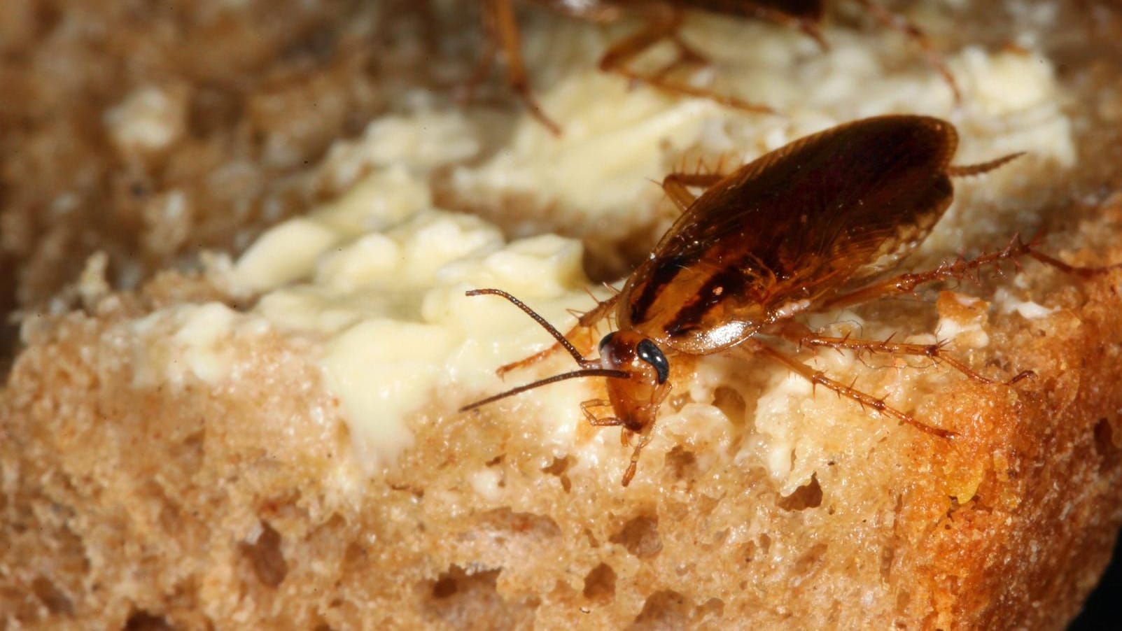 Deutsche Schabe (Blattella germanica) auf einem Brotrest: Deutsche Schaben sind kleiner als amerikanische Schaben.