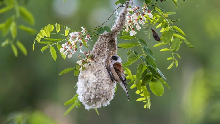 Beutelmeise sitzt an einem Nest: Die Vögel bevorzugen Feuchtgebiete.