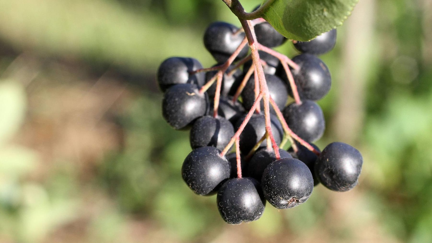 Apfelbeere (Aronia): Gesunde Polyphenole sind für die dunkelblaue Farbe verantwortlich.