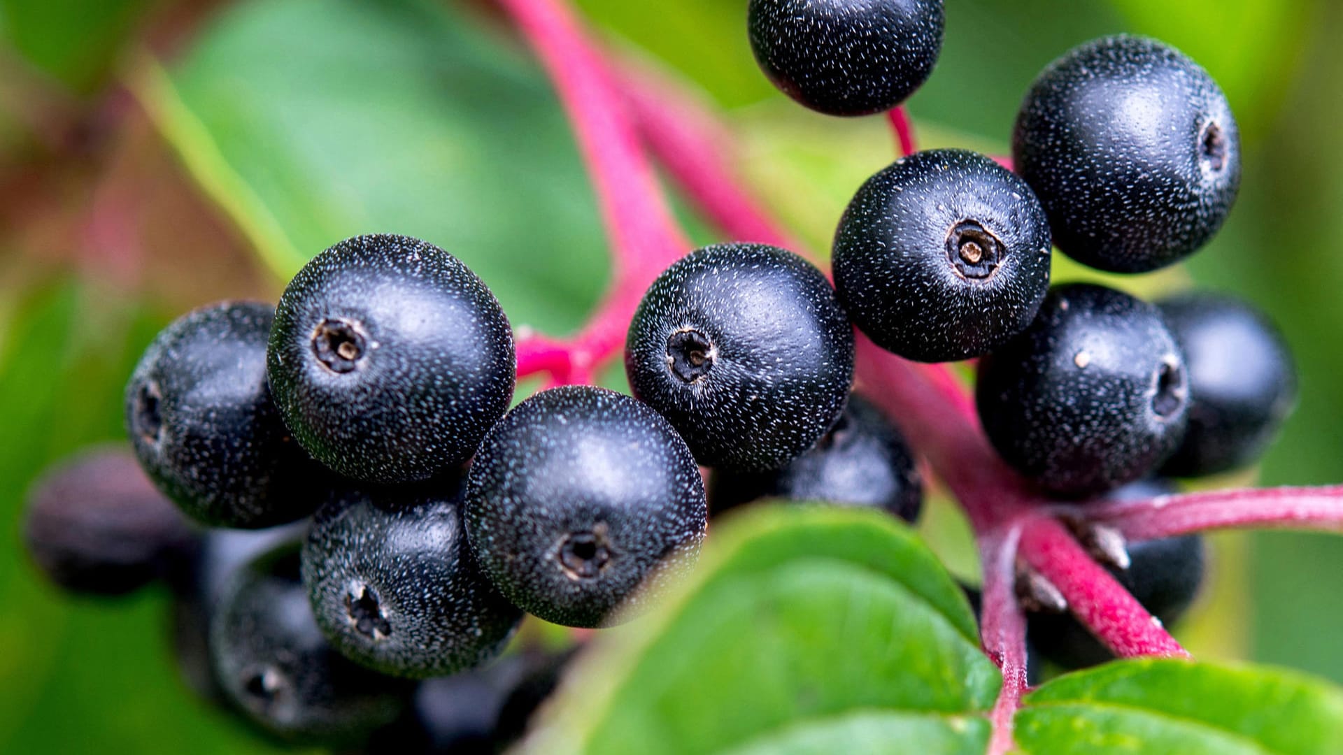 Apfelbeere (Aronia): Der Geschmack der Frucht ist intensiv – abgemildert werden kann die Intensität zum Beispiel in Marmeladen durch die Hinzugabe von Birne oder Himbeere.