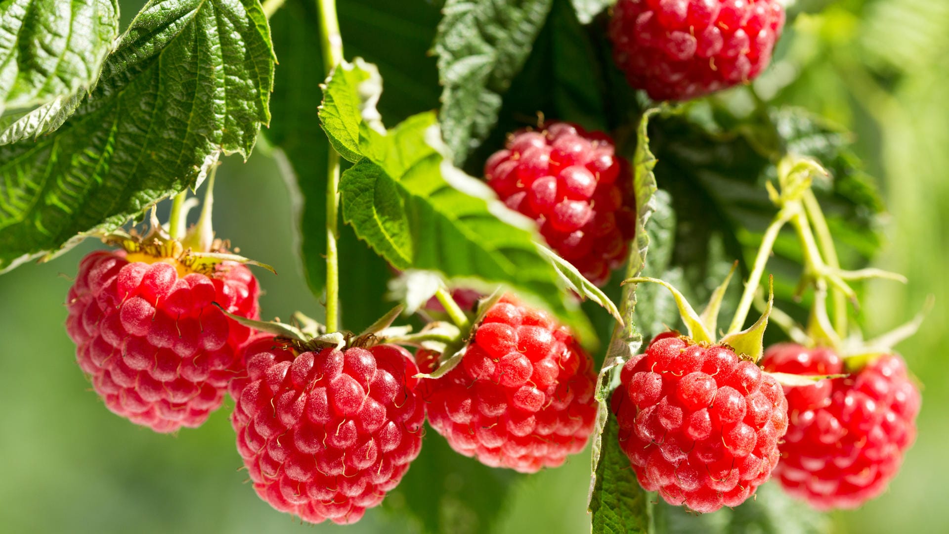 Reife Himbeeren hängen an einem Strauch: Himbeeren wachsen am besten an sonnigen und windgeschützten Orten.