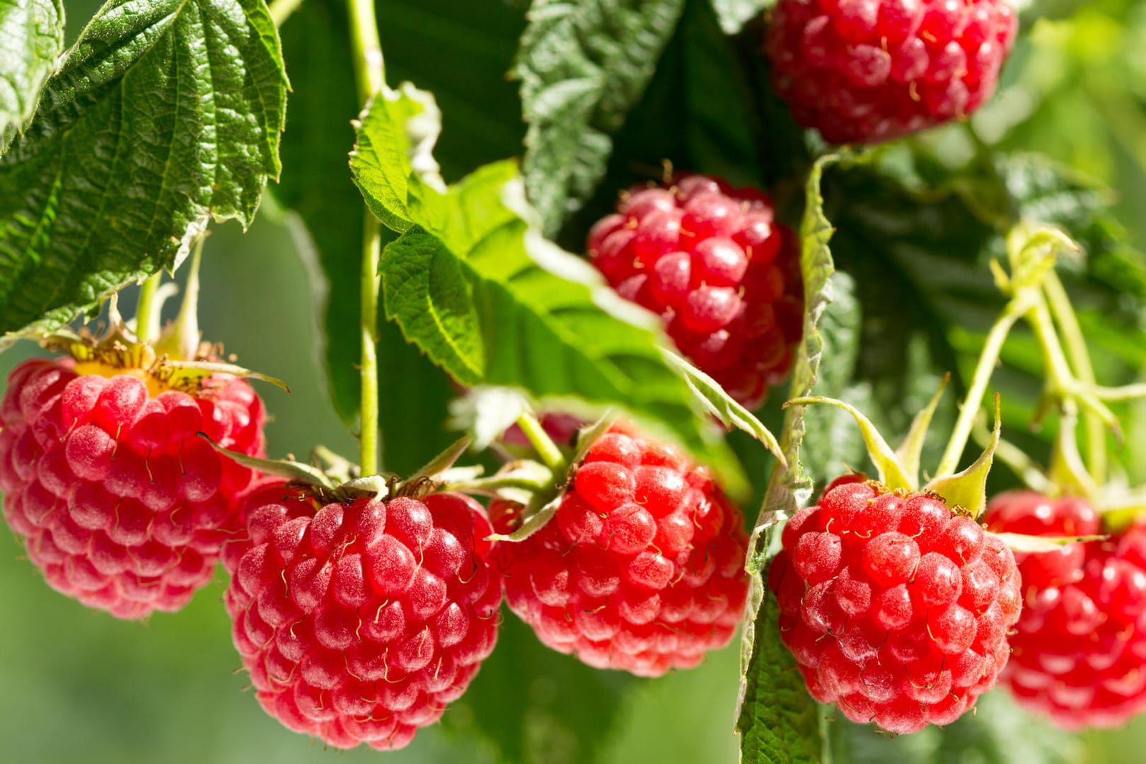 Reife Himbeeren hängen an einem Strauch: Himbeeren wachsen am besten an sonnigen und windgeschützten Orten.