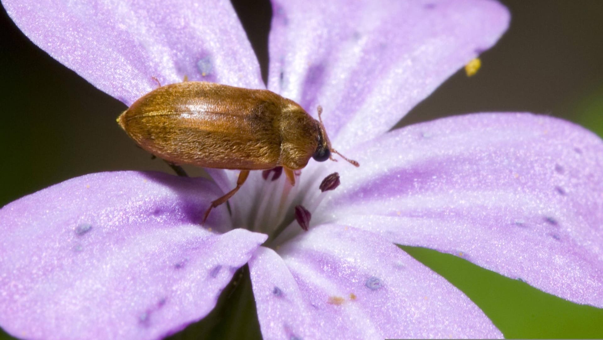 Himbeerkäfer auf einer Blüte: Seine Larven knabbern die Früchte an.