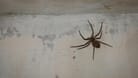 Große Spinne an der Wand: Spinnen ziehen sich gern in dunkle Ecken zurück und sind überwiegend nachts aktiv.