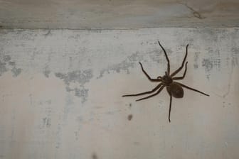 Große Spinne an der Wand: Spinnen ziehen sich gern in dunkle Ecken zurück und sind überwiegend nachts aktiv.